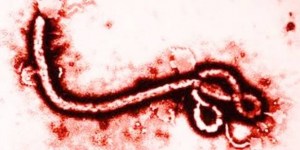 ebola-mappa-contagio-oms_102503